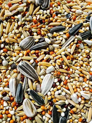 Premium Cockatiel Lovebird Seed Mix | Fresh Clean