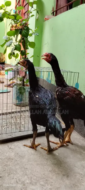A pair of Aseel rooster and hen