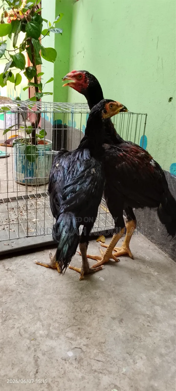 A pair of Aseel rooster and hen