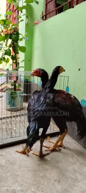 A pair of Aseel rooster and hen