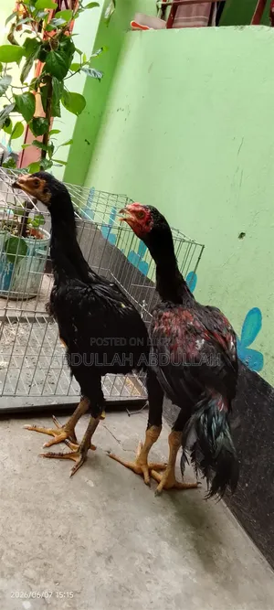 A pair of Aseel rooster and hen