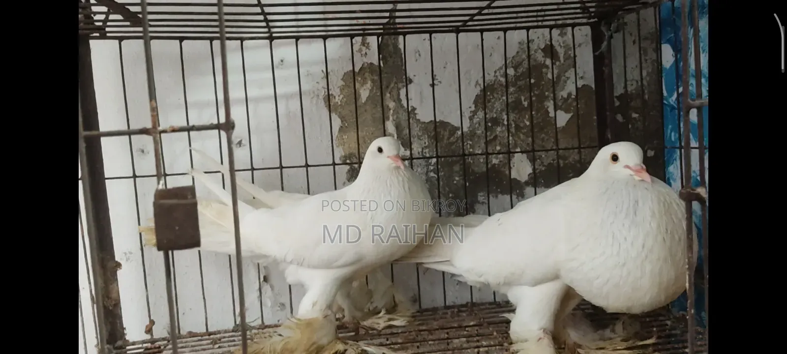 Pomeranian Pouter Pigeon Running Pair