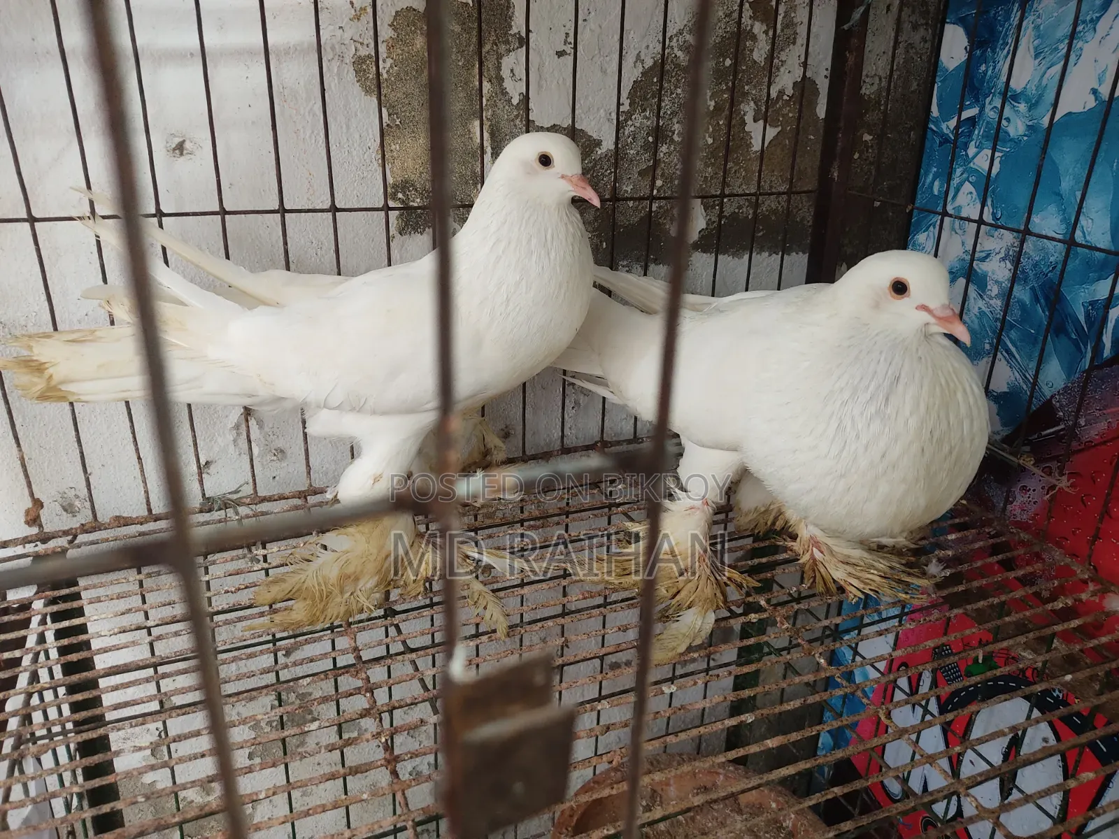 Pomeranian Pouter Pigeon Running Pair