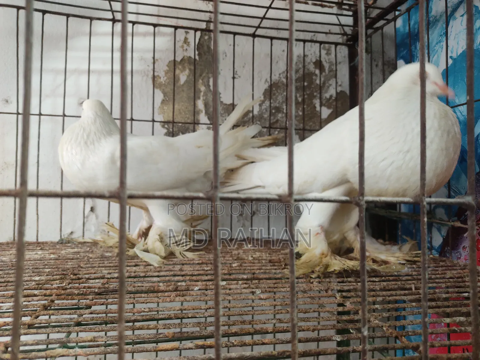 Pomeranian Pouter Pigeon Running Pair