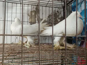 Pomeranian Pouter Pigeon Running Pair