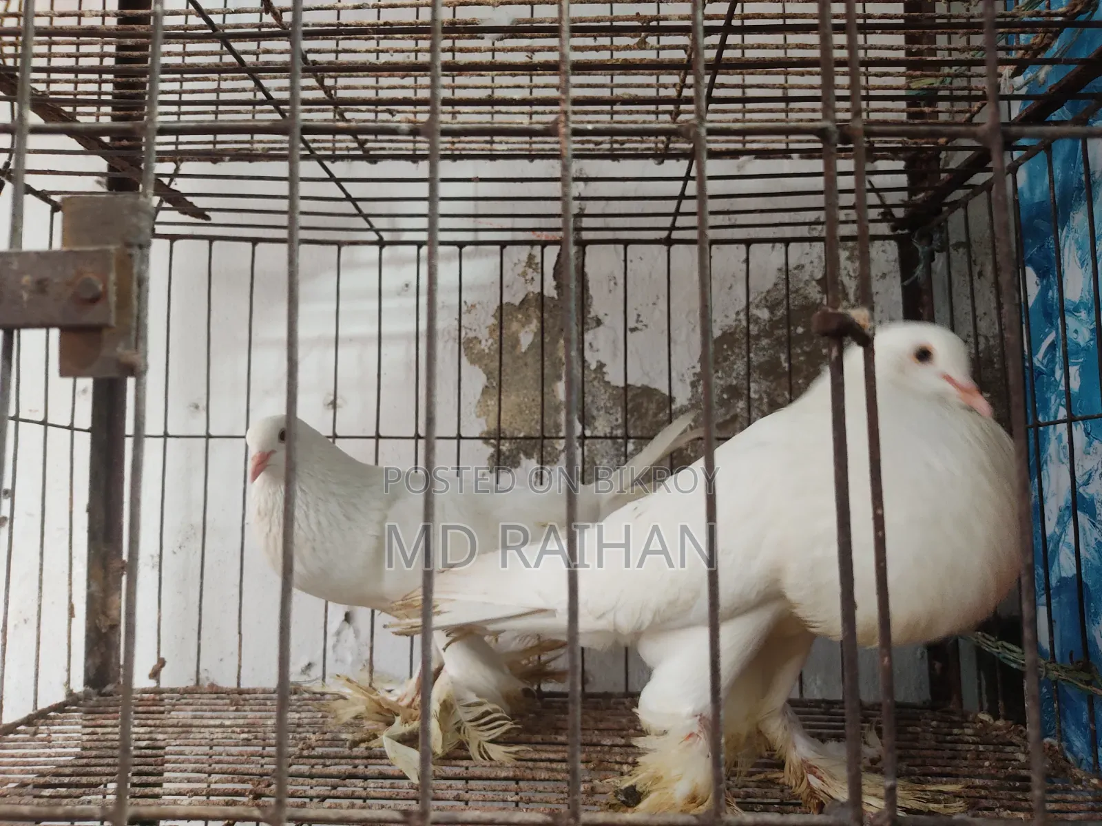 Pomeranian Pouter Pigeon Running Pair