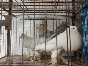 Pomeranian Pouter Pigeon Running Pair