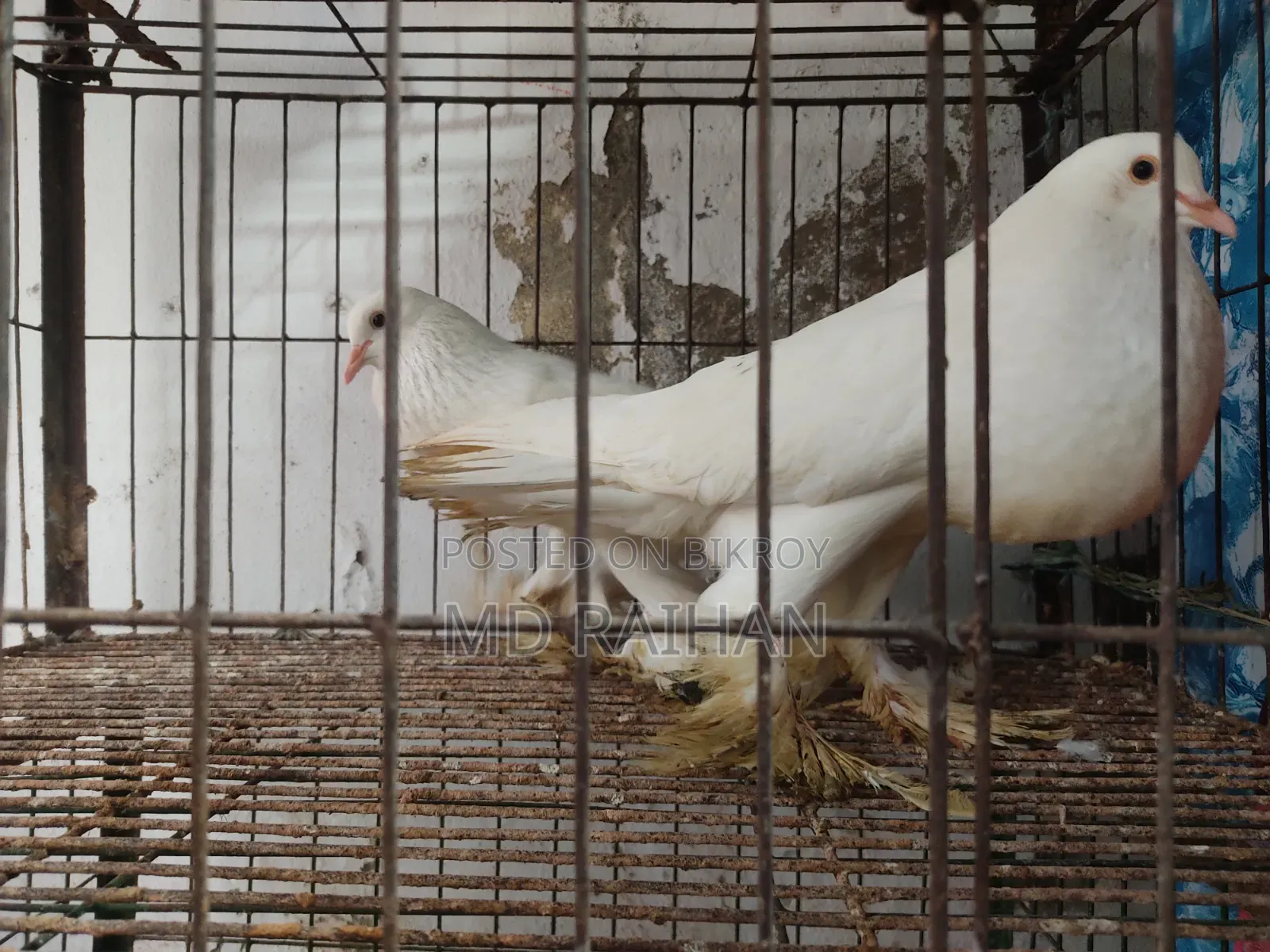 Pomeranian Pouter Pigeon Running Pair