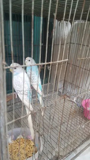 Budgerigar Running Pair Breeding
