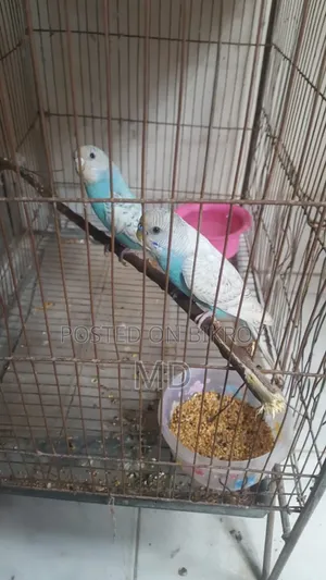 Budgerigar Running Pair Breeding