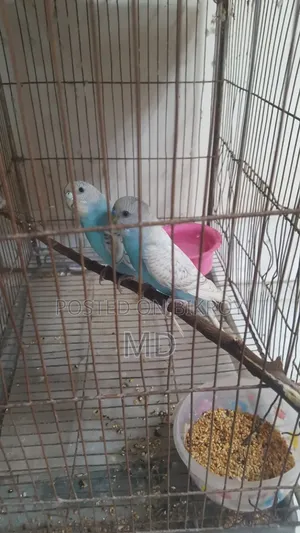 Budgerigar Running Pair Breeding