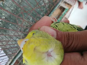 Japanese Budgie for sale