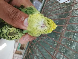 Japanese Budgerigar for sale