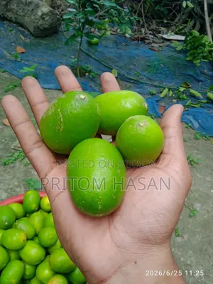 Local Kagji Lemon. Organic Lemon