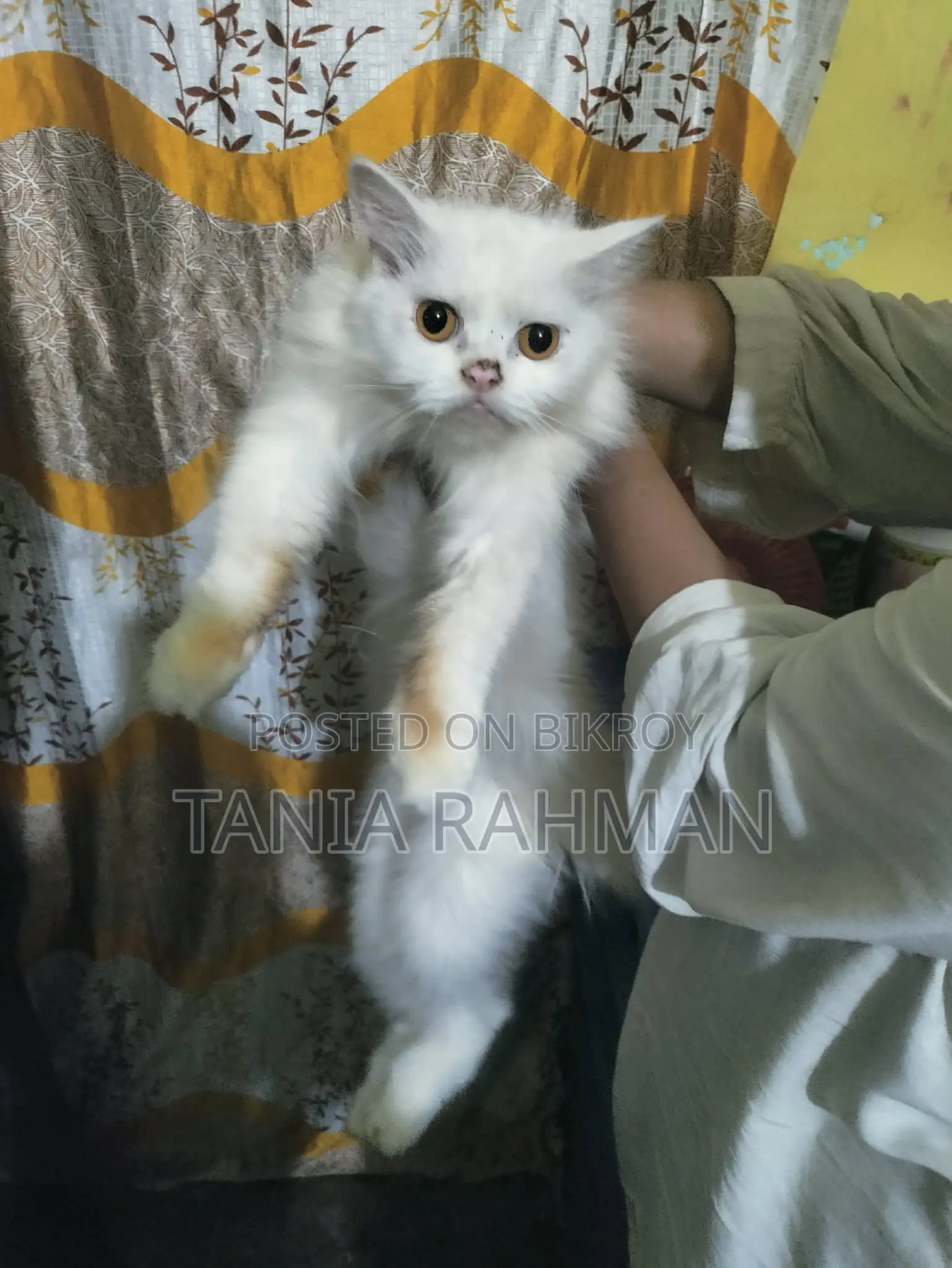 1-3 Months Female Purebred Persian Cat
