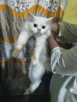 1-3 months Female Purebred Persian