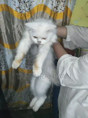 1-3 Months Female Purebred Persian Cat