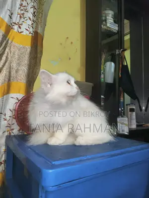 1-3 Months Female Purebred Persian Cat