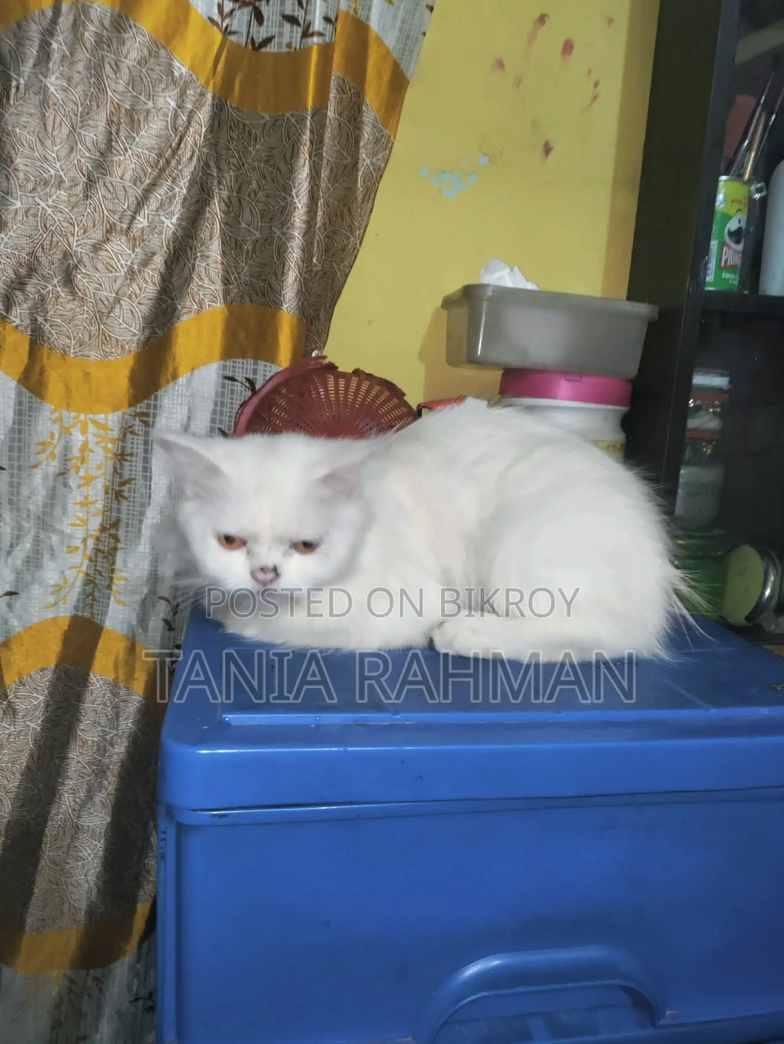 1-3 Months Female Purebred Persian Cat