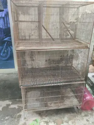 Cockatiel Bird