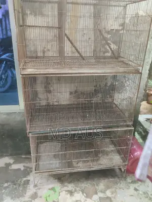 Cockatiel Bird