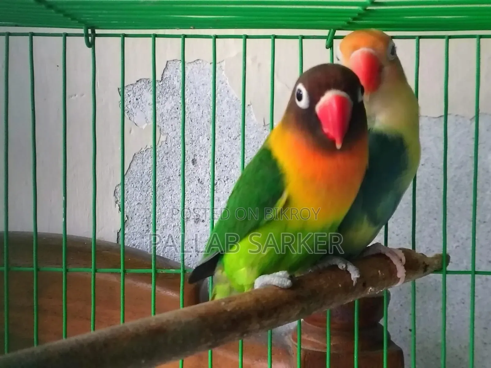 লাভ বার্ড