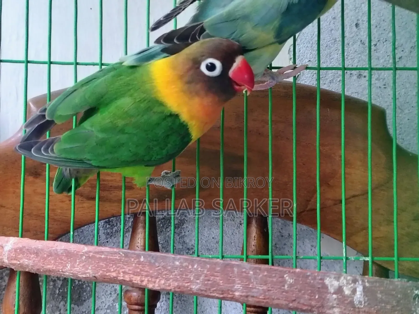 লাভ বার্ড