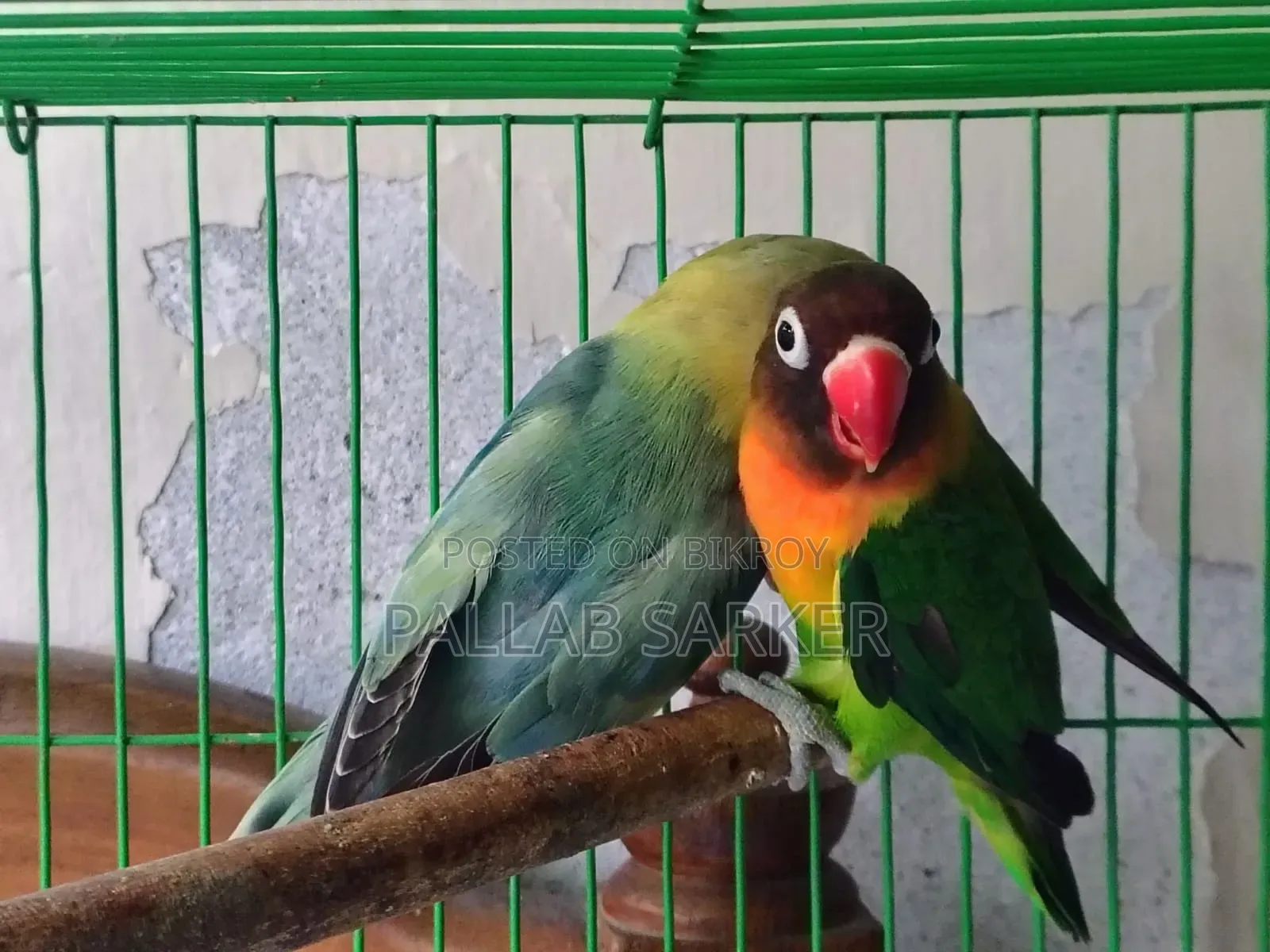 লাভ বার্ড