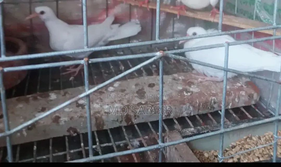 A pair of Dove chicks.