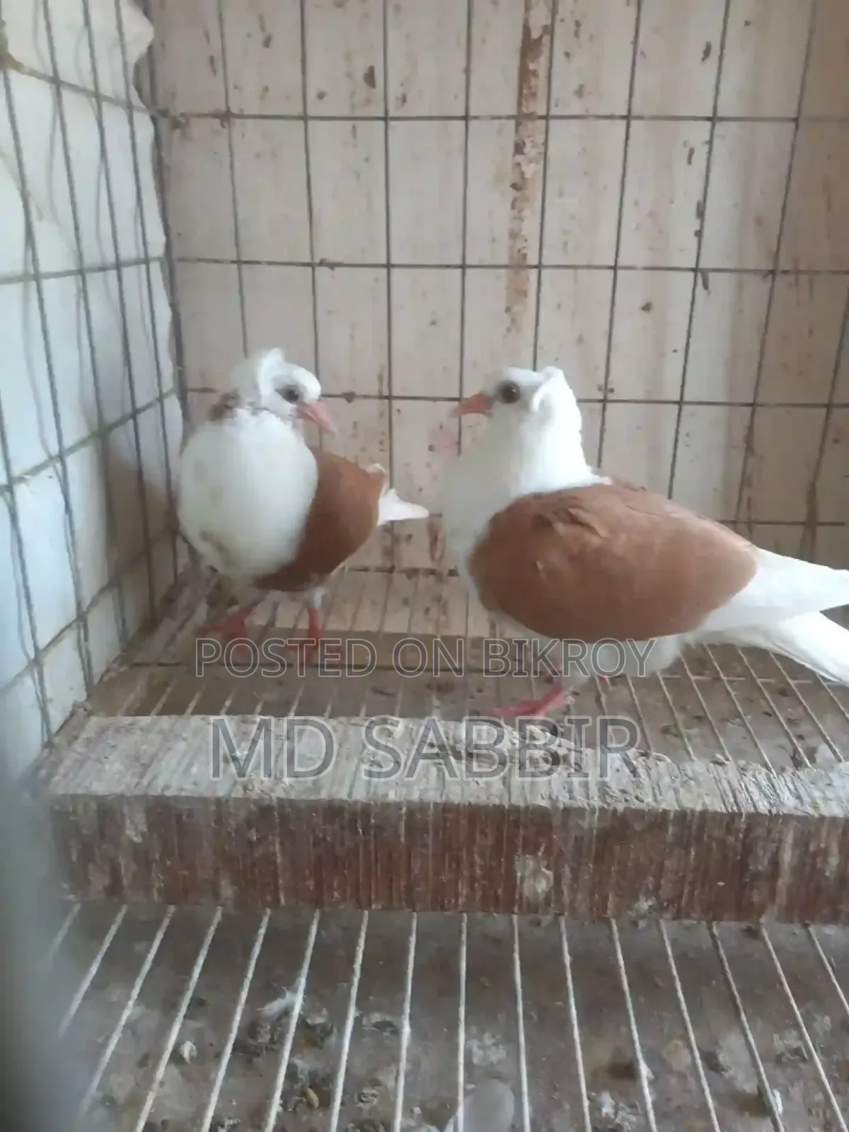 A pair of Dove chicks.