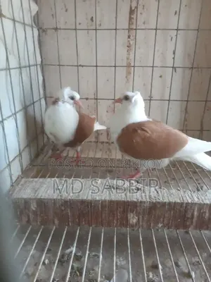 A pair of Dove chicks.