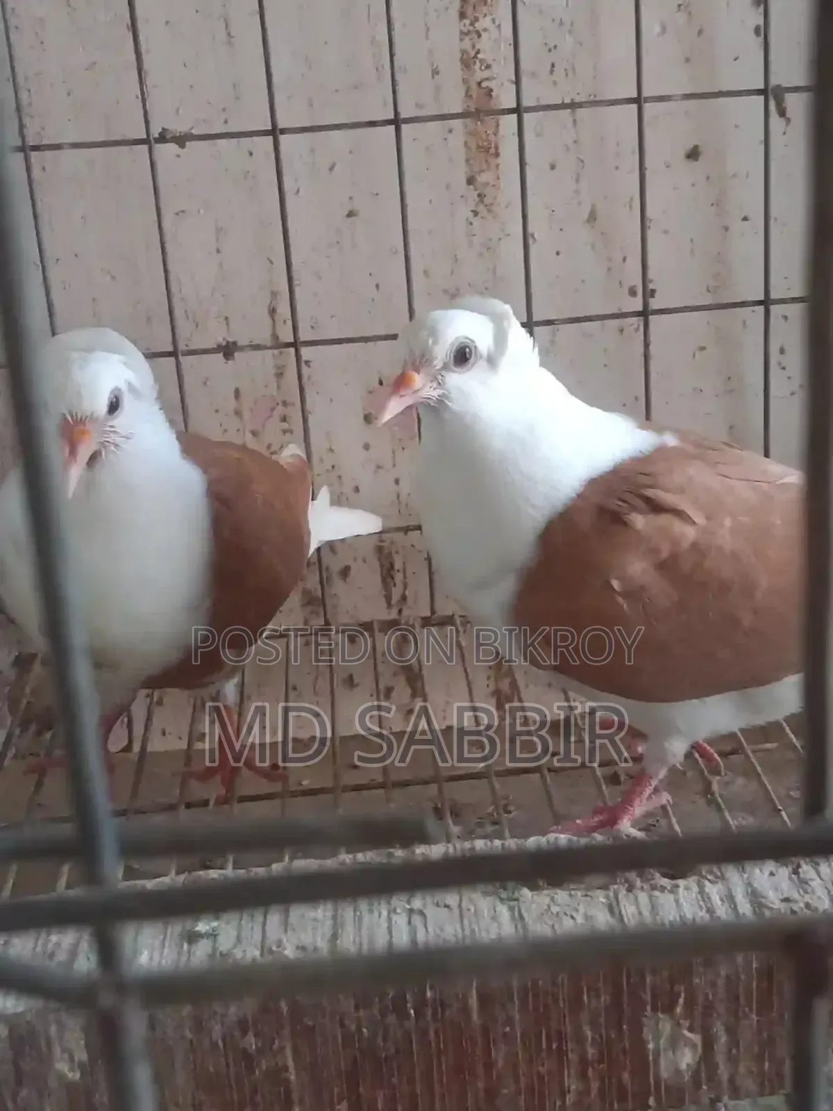A pair of Dove chicks.