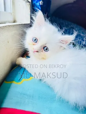 3-6 months Female Purebred Persian