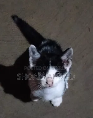 3-6 months Female Mixed Breed Bengal