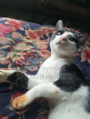 3-6 Months Female Mixed Breed Bengal Cat