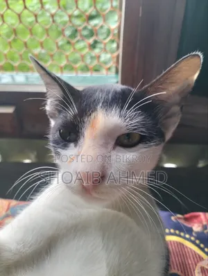 3-6 Months Female Mixed Breed Bengal Cat