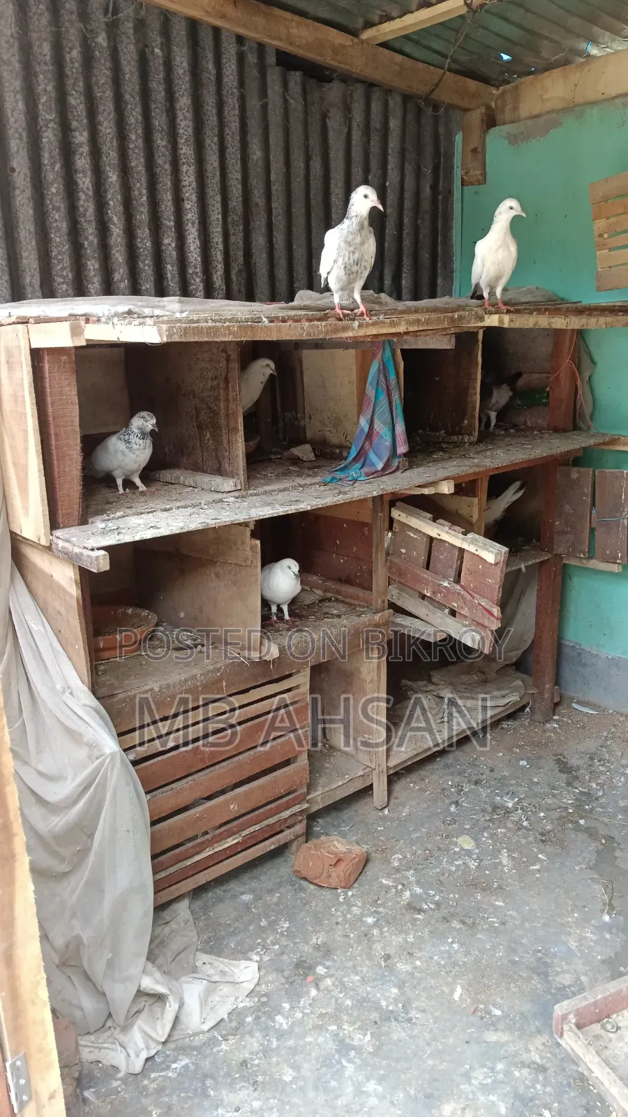 All pigeons for sale at wholesale price