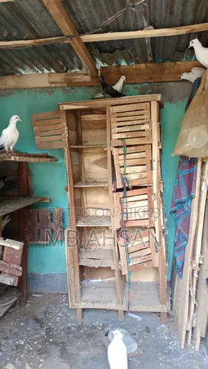 All pigeons for sale at wholesale price