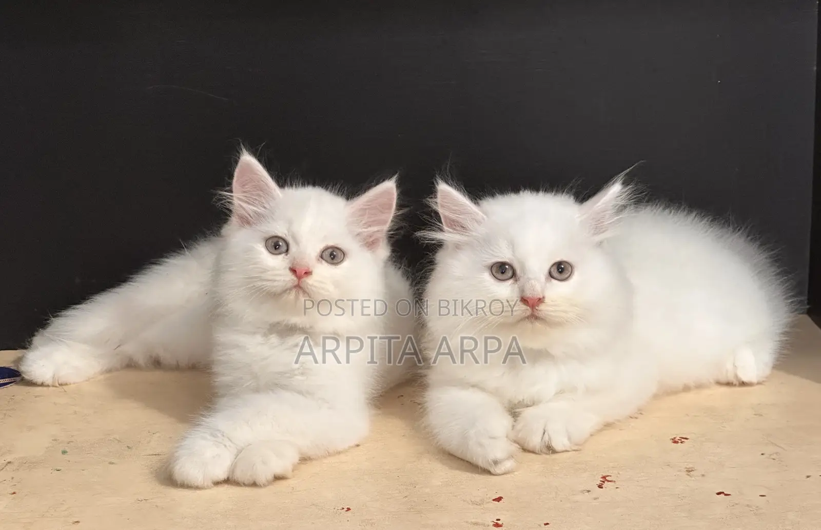 1-3 Months Male Purebred Persian