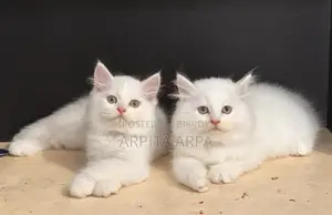 1-3 Months Male Purebred Persian
