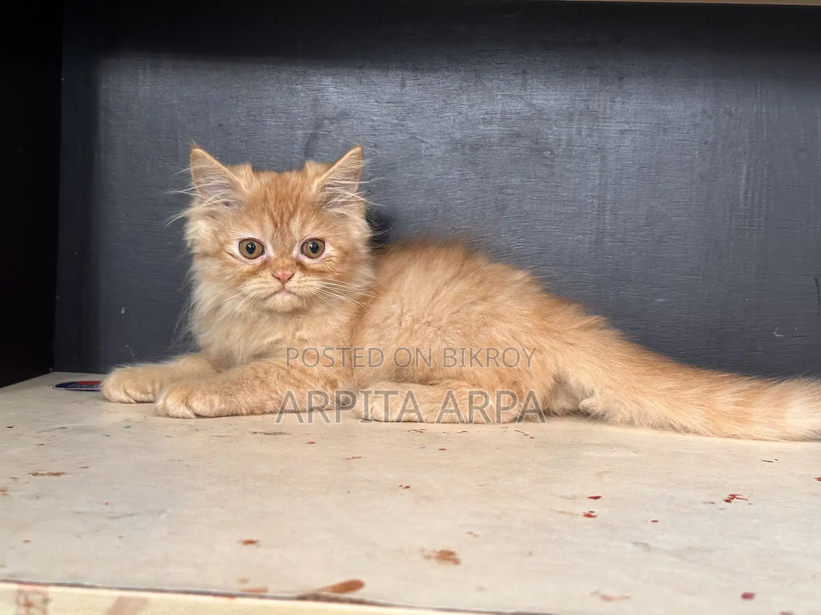 1-3 Months Male Purebred Persian