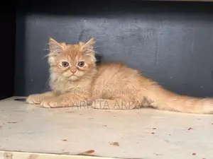 1-3 Months Male Purebred Persian
