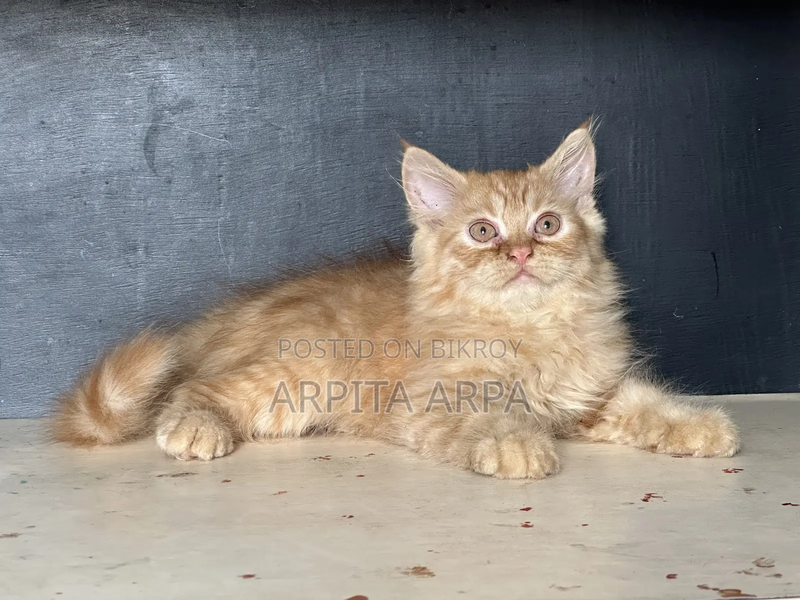 1-3 Months Male Purebred Persian