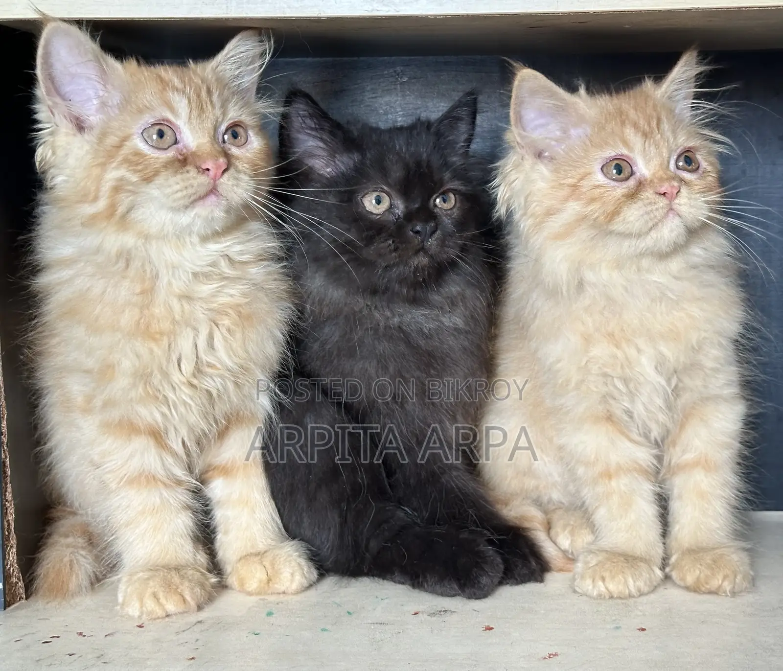 1-3 Months Male Purebred Persian