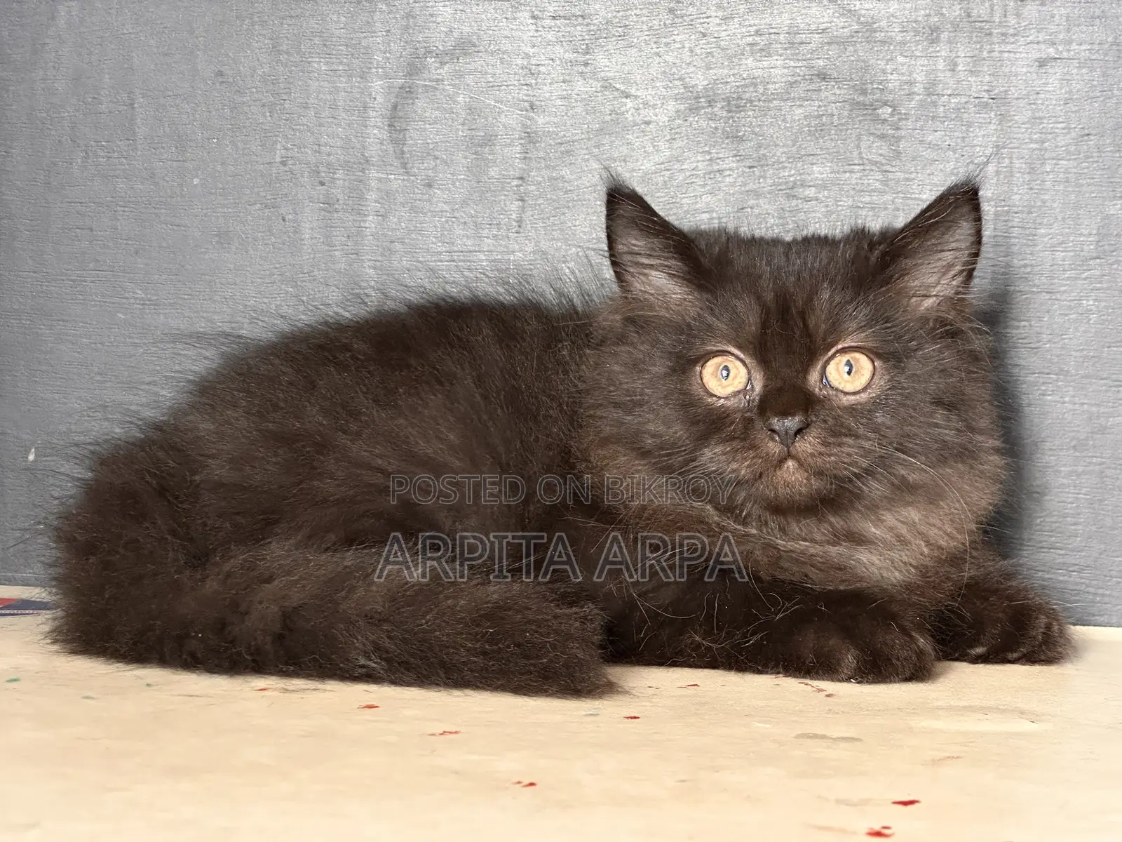 1-3 Months Male Purebred Persian