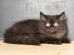 1-3 Months Male Purebred Persian