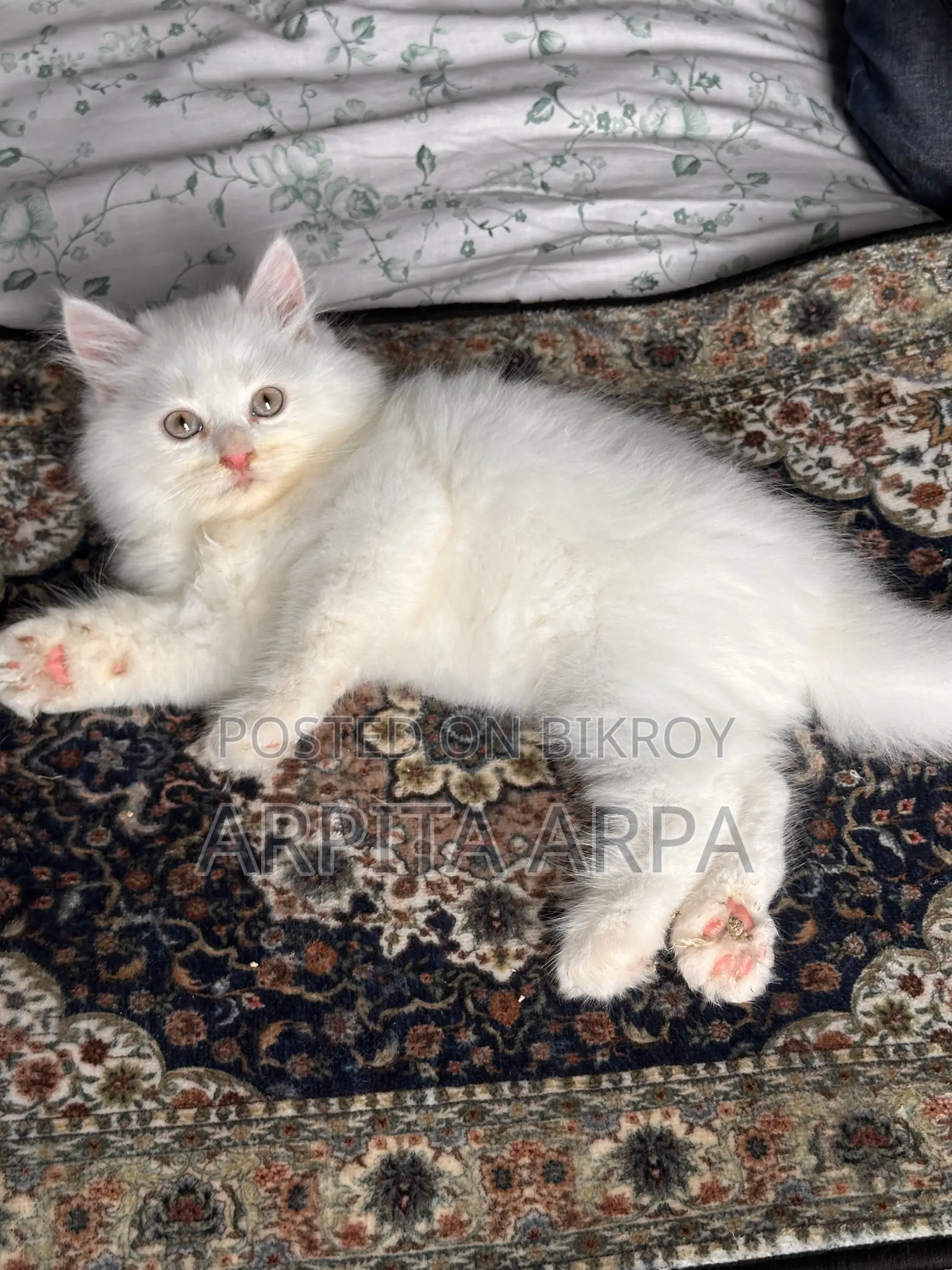 1-3 Months Male Purebred Persian