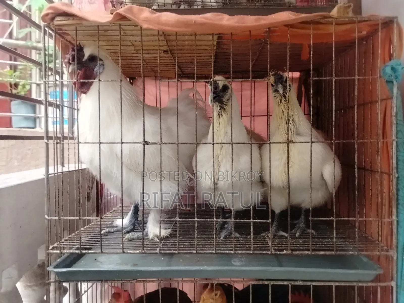 Silky Chicken