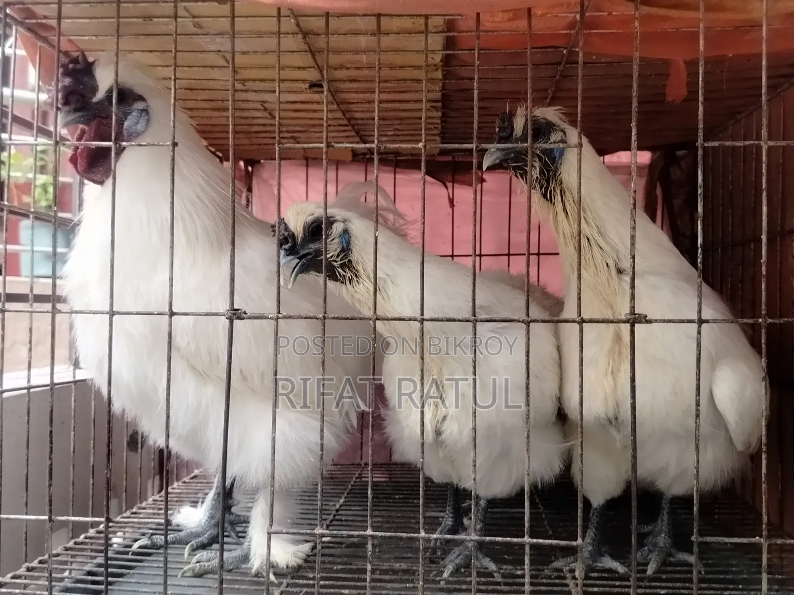 Silky Chicken
