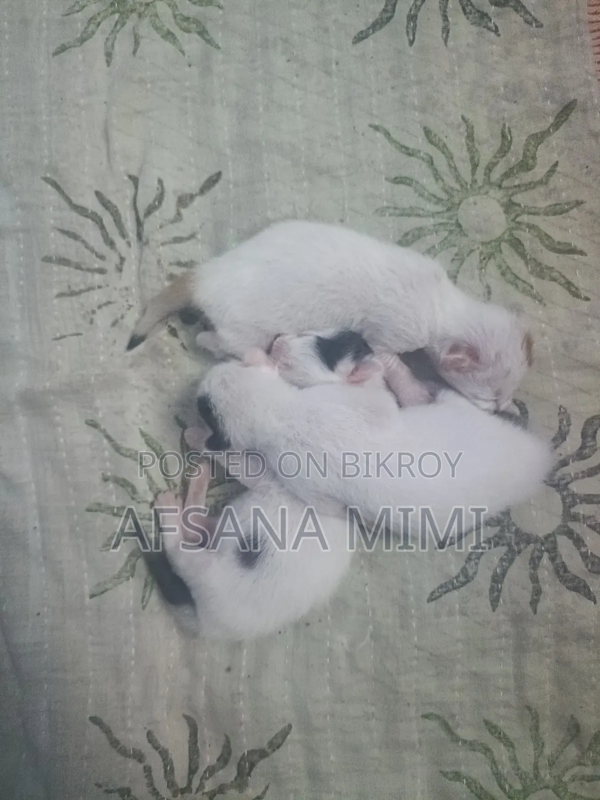 0-1 Month Male Mixed Breed Bengal